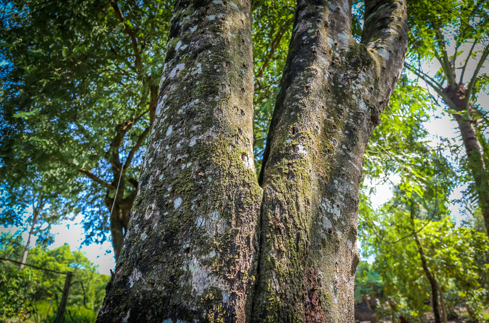 Agarwood Essential Oil: 100% Pure; No Alcohol; No Chemicals; No blend